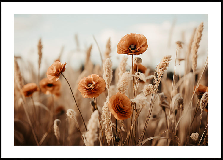 Mohnblumen im Wind