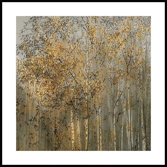 Birkenimpressionsposter