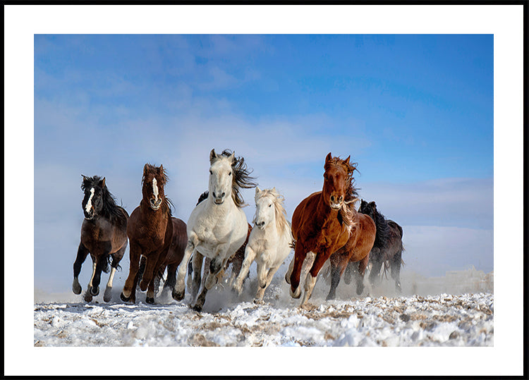 Mongolische Pferde
