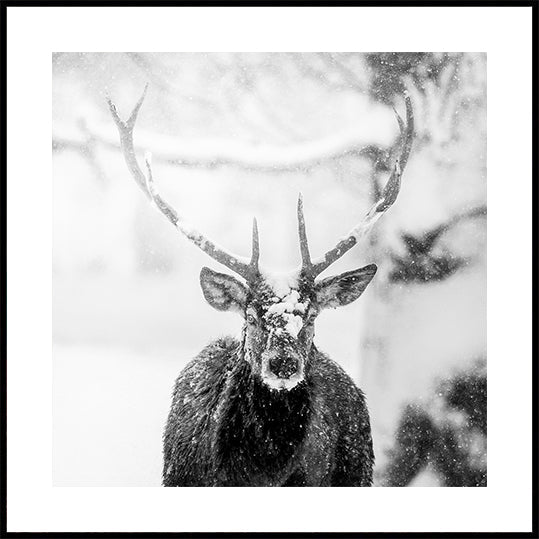 Male deer in heavy snow Plakater