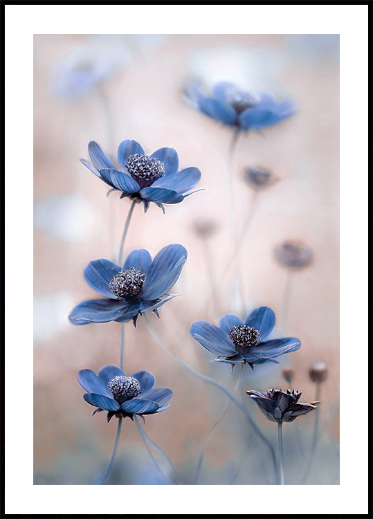 Kosmosblau