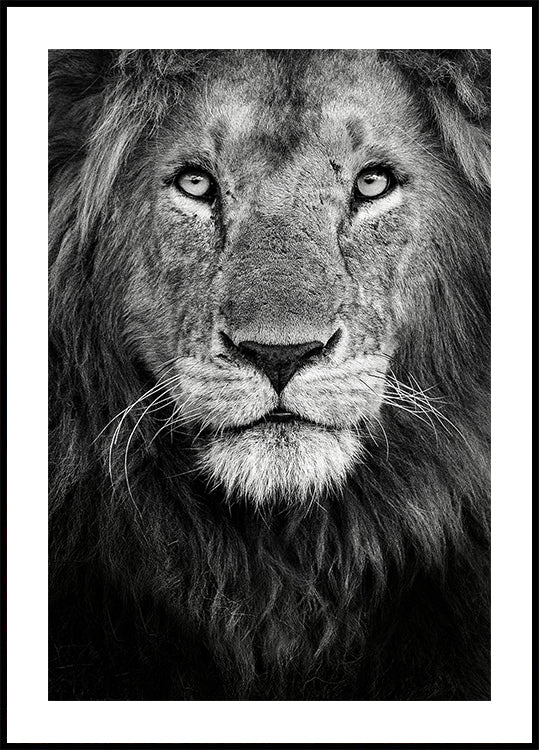 Poster mit königlichem Porträt