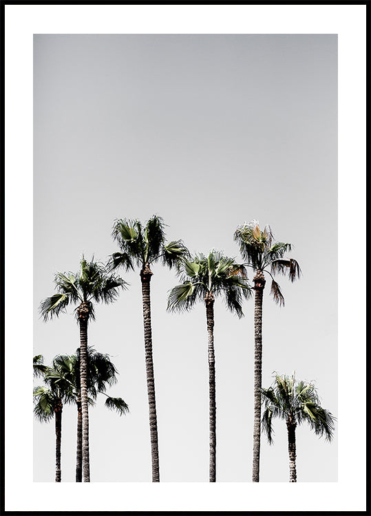 Poster mit Palmen 5
