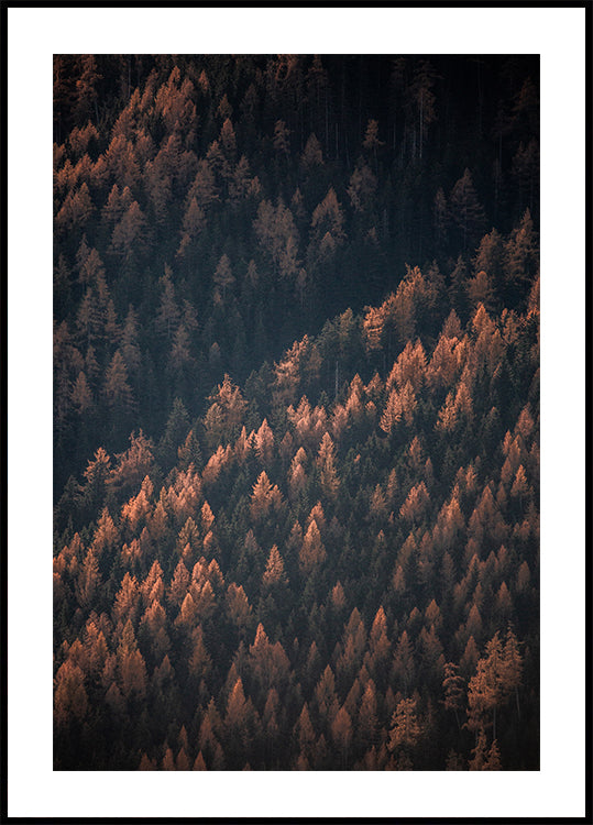 Herbstwald 2