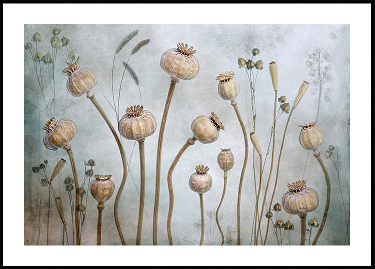 Mohnblumen