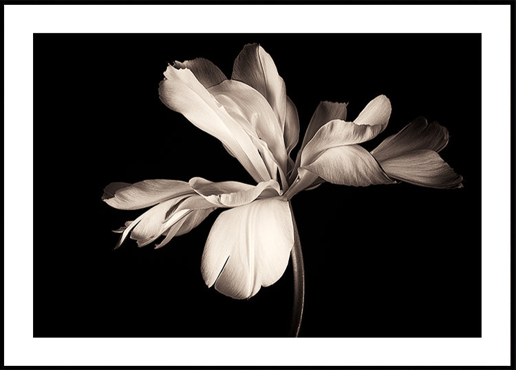 Exotisches Kaiserposter mit Tulpe
