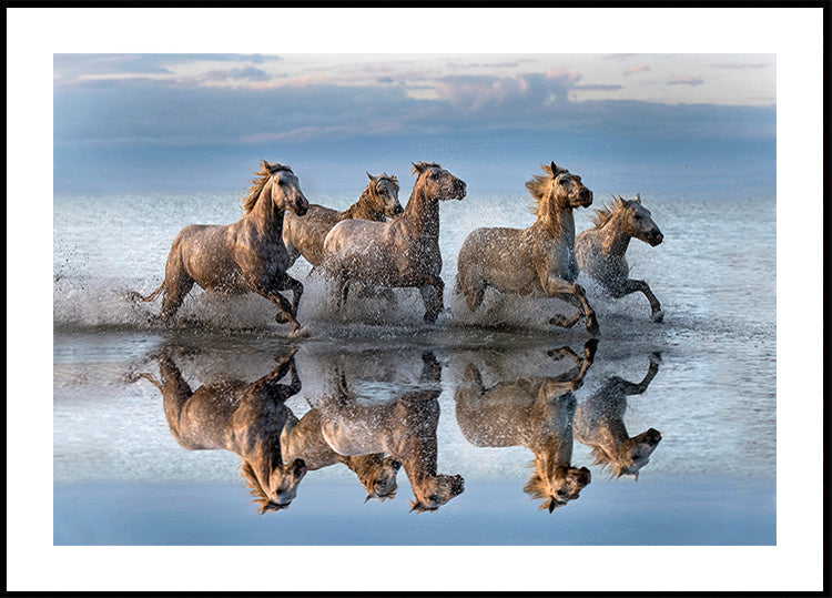 Pferde und Reflexion