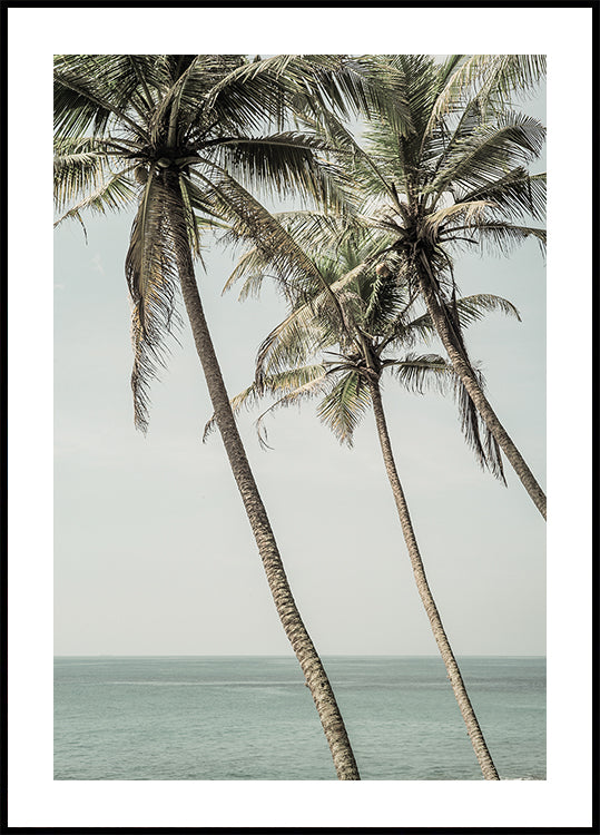 Meeresbrise-Palmen-Poster
