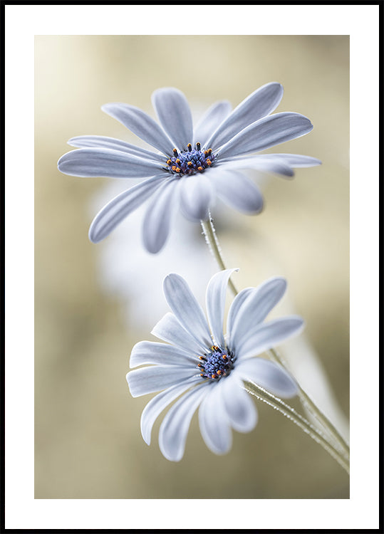 Kap-Gänseblümchen-Poster
