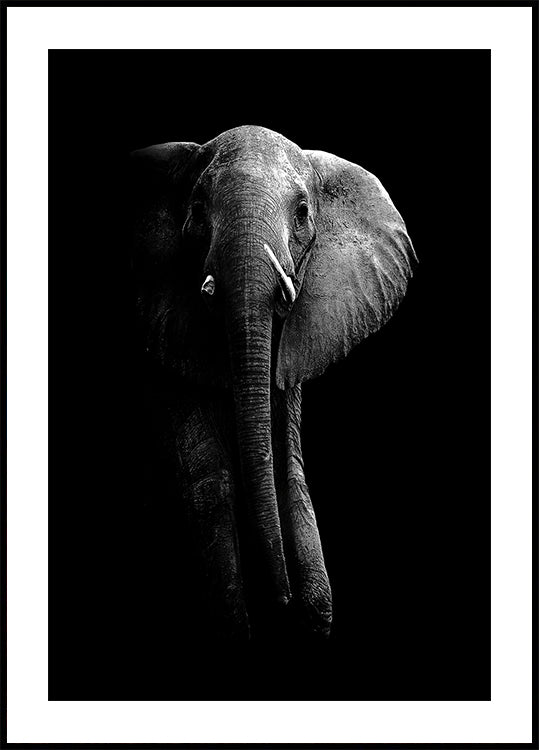 Elefant!