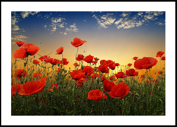 Mohnblumen-Poster