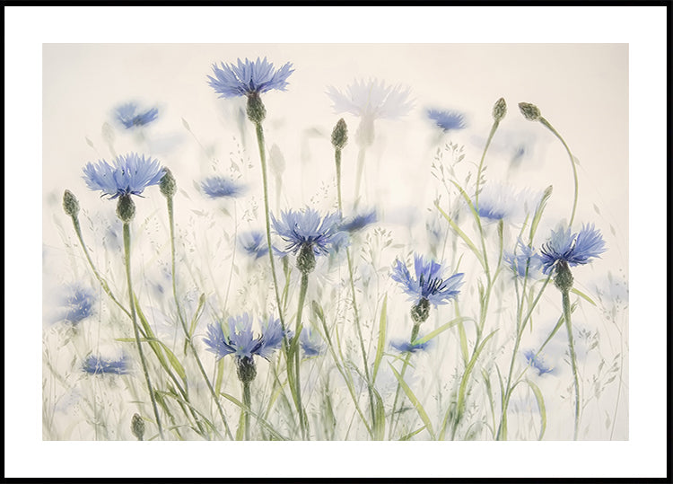 Kornblumen-Poster