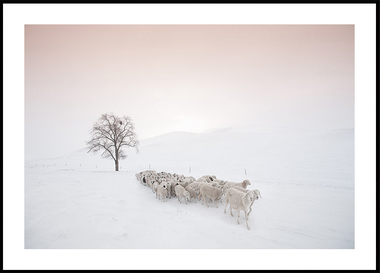 Herde auf der Suche nach Nahrung Poster