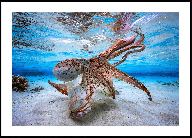 Tanzendes Oktopus-Poster