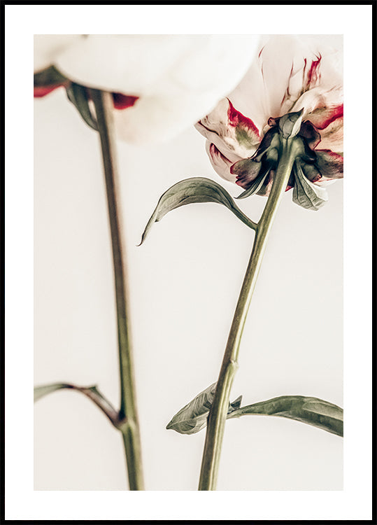 Pfingstrose 01