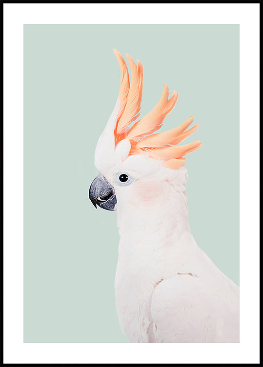 Kakadu-Poster