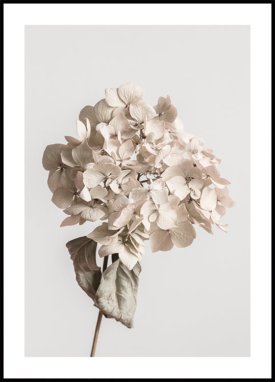 Beigefarbenes Trockenblumen-Poster