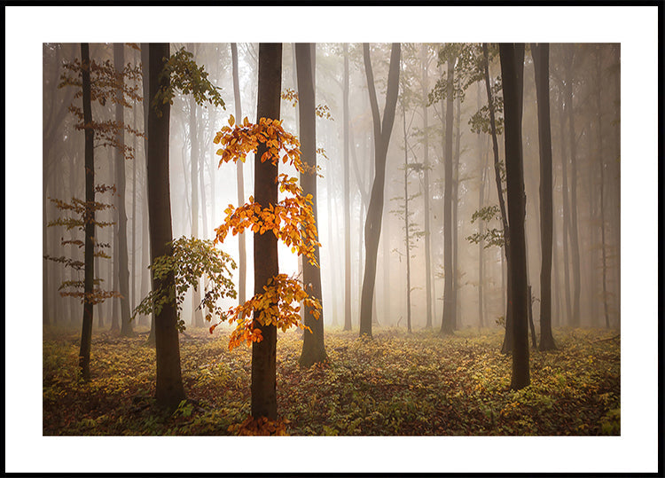 Im Novemberlicht