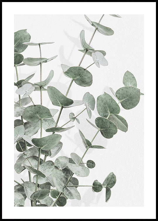 Eukalyptus Nr.2 Poster