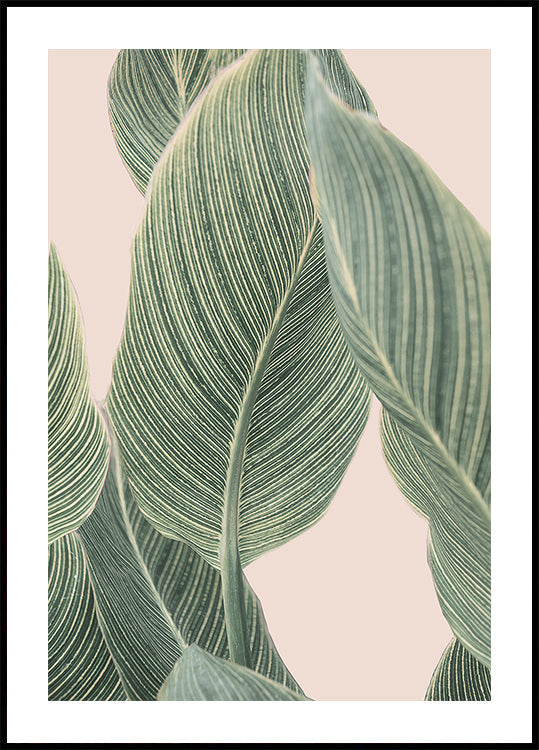 Calla-Blatt