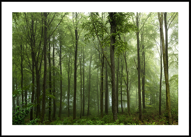 Wald...