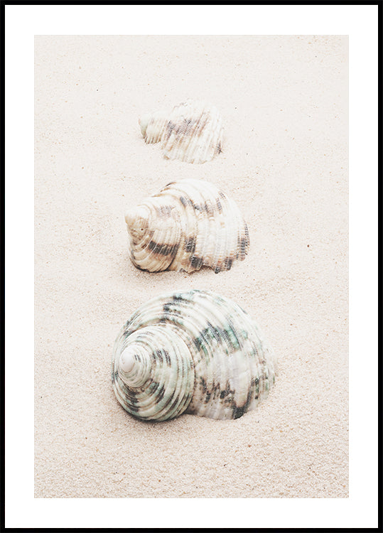 Muscheln