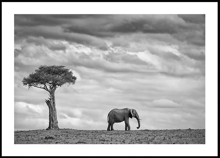 Elefantenlandschaft