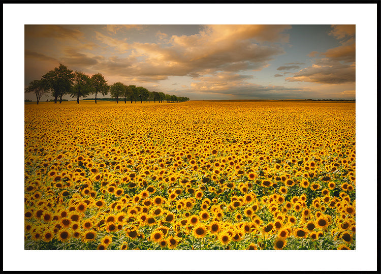 Sonnenblumen