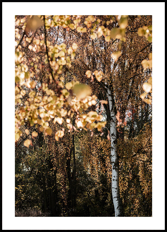 Herbstliche Birke