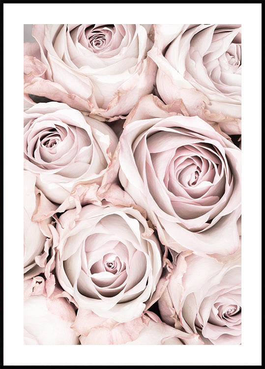 Rosa Rosen Nr. 01