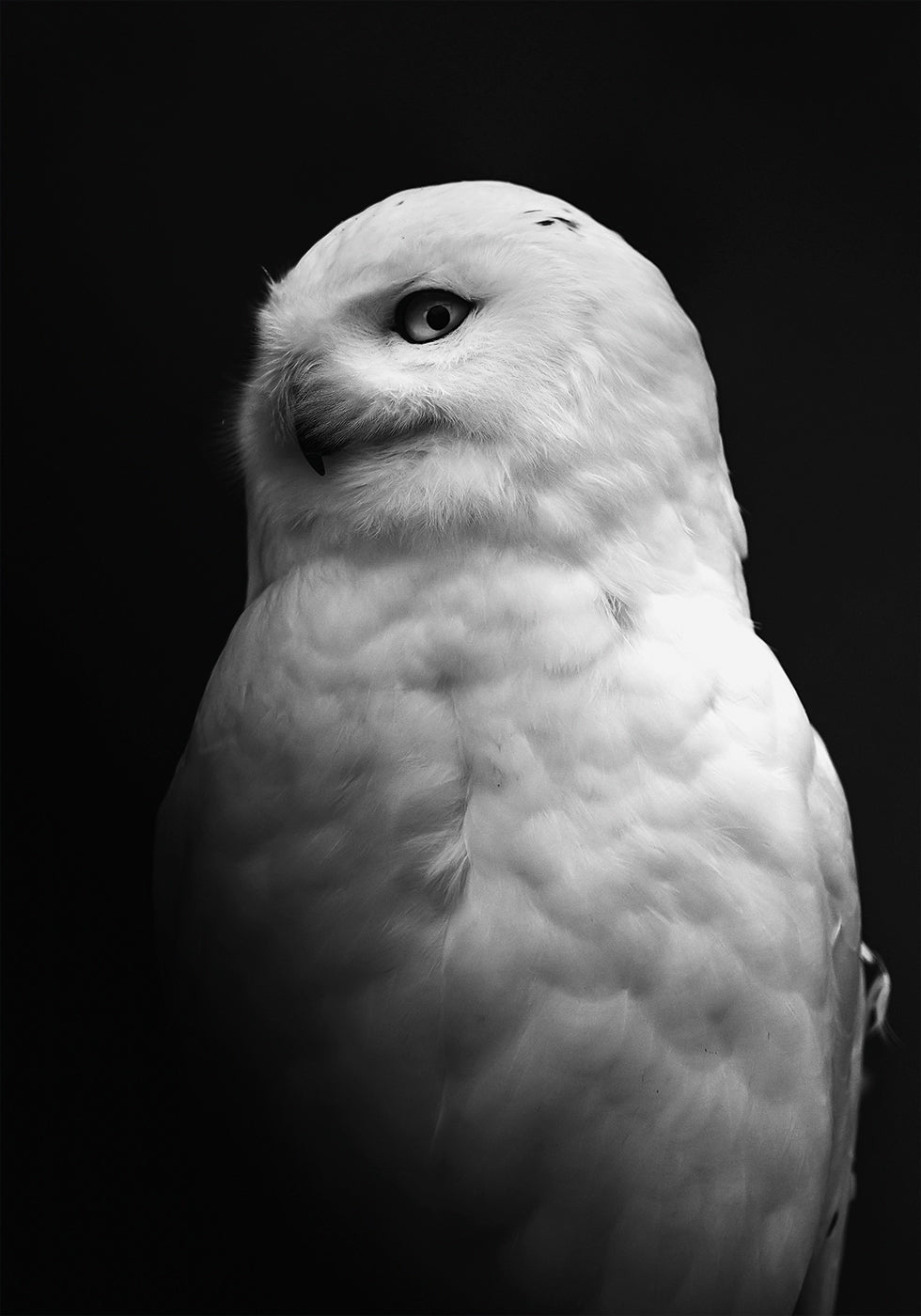 Snowy Owl in Black and White Plakat - Posterbox.dk