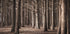 Pinewood Forest Plakat - Posterbox.dk
