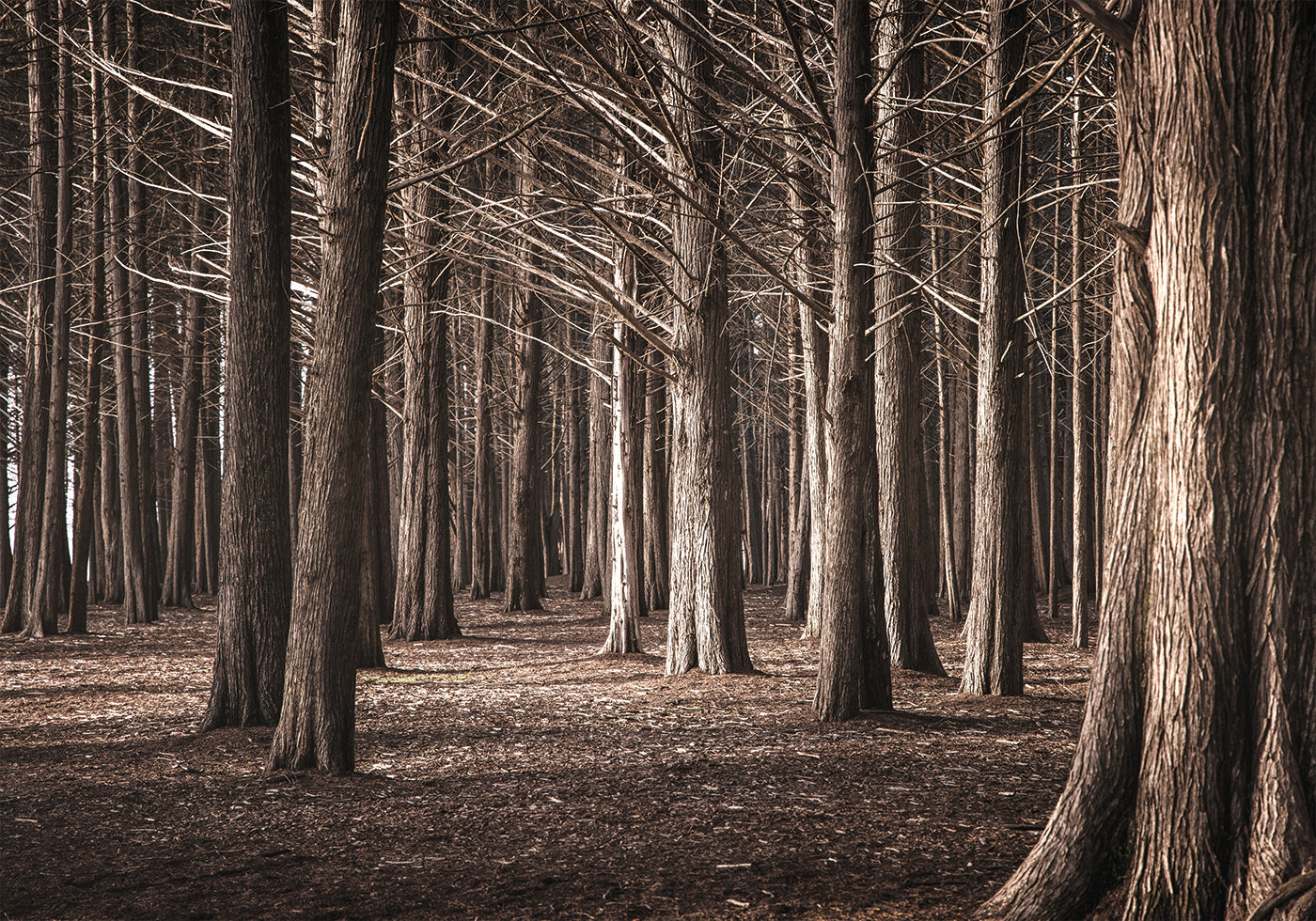 Pinewood Forest Plakat - Posterbox.dk