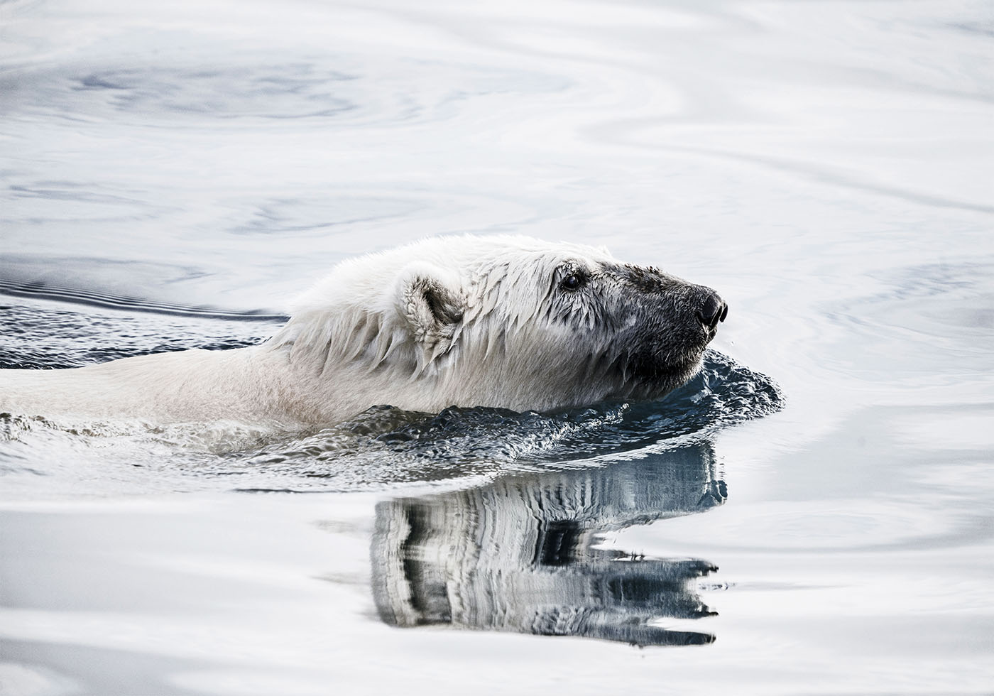 Polar Bear Swimming Plakat - Posterbox.dk