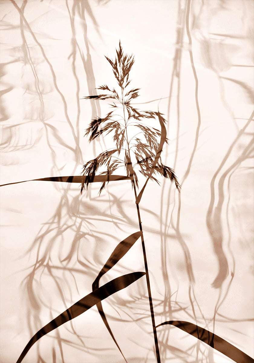 Reed-Reflexionsplakat