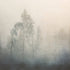 Silent Pines in the Mist Plakater - Posterbox