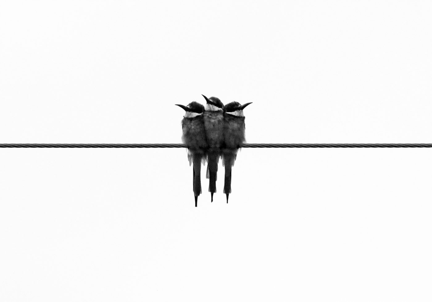 Birds On Wire Plakat - Posterbox.dk