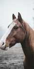 Brown Horse Plakat - Posterbox.dk