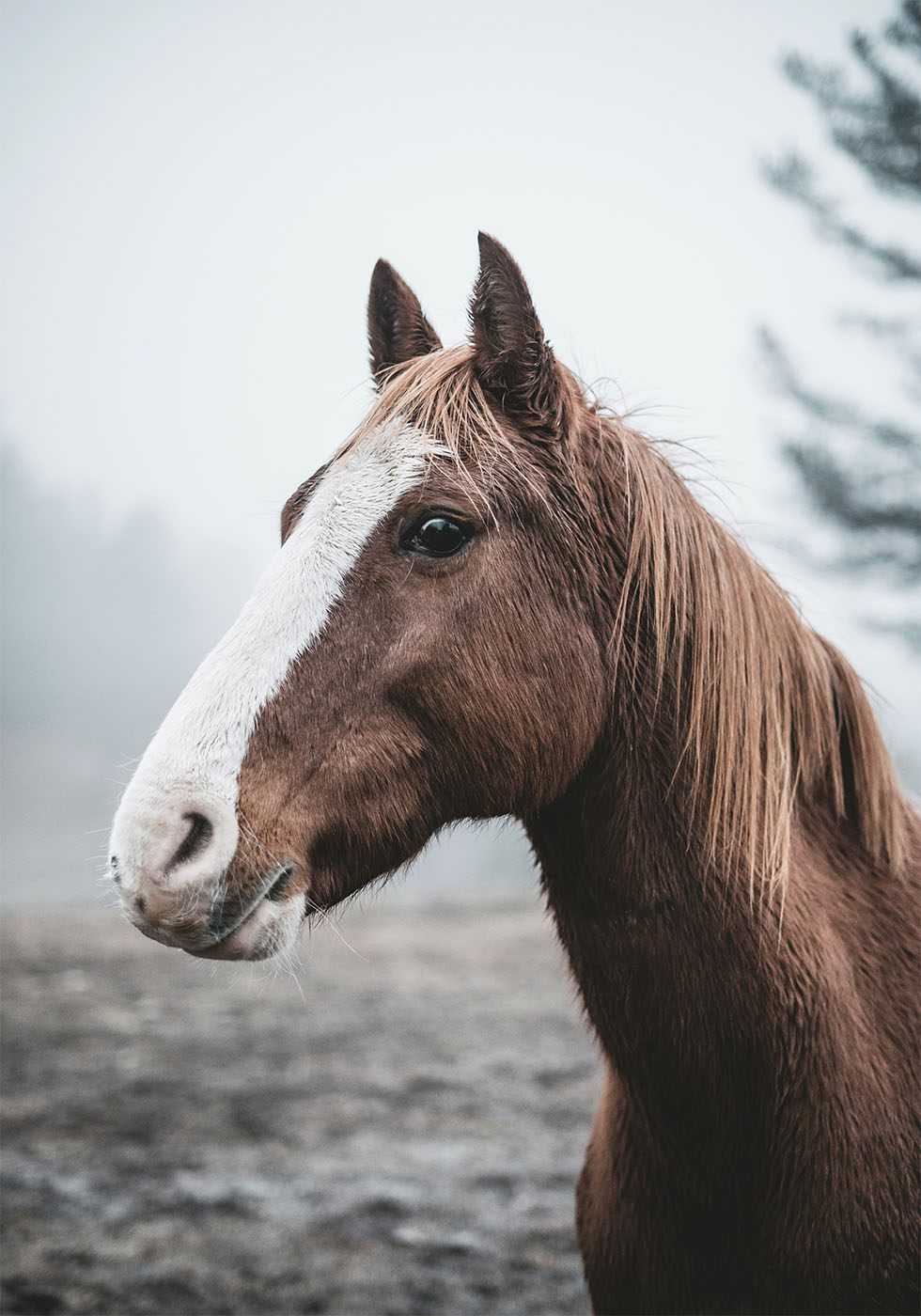 Brown Horse Plakat - Posterbox.dk