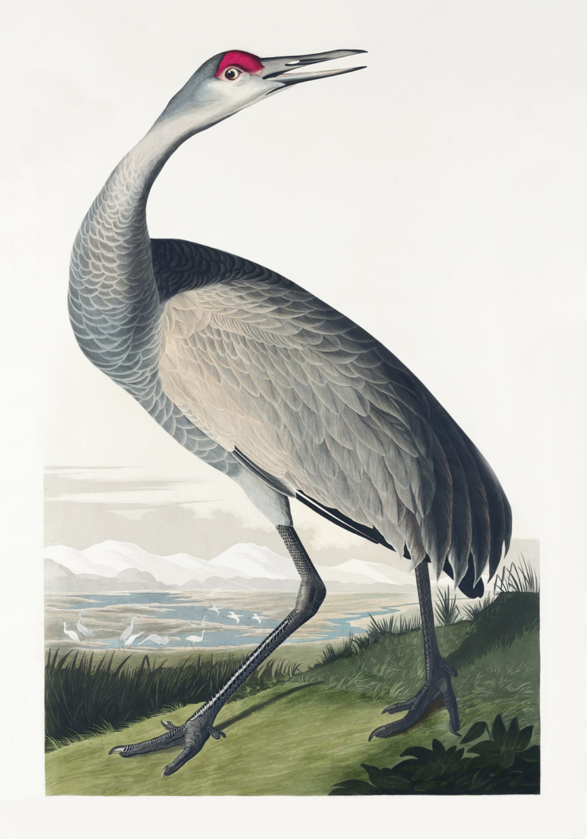 Schreikranich von Birds of America (1827)