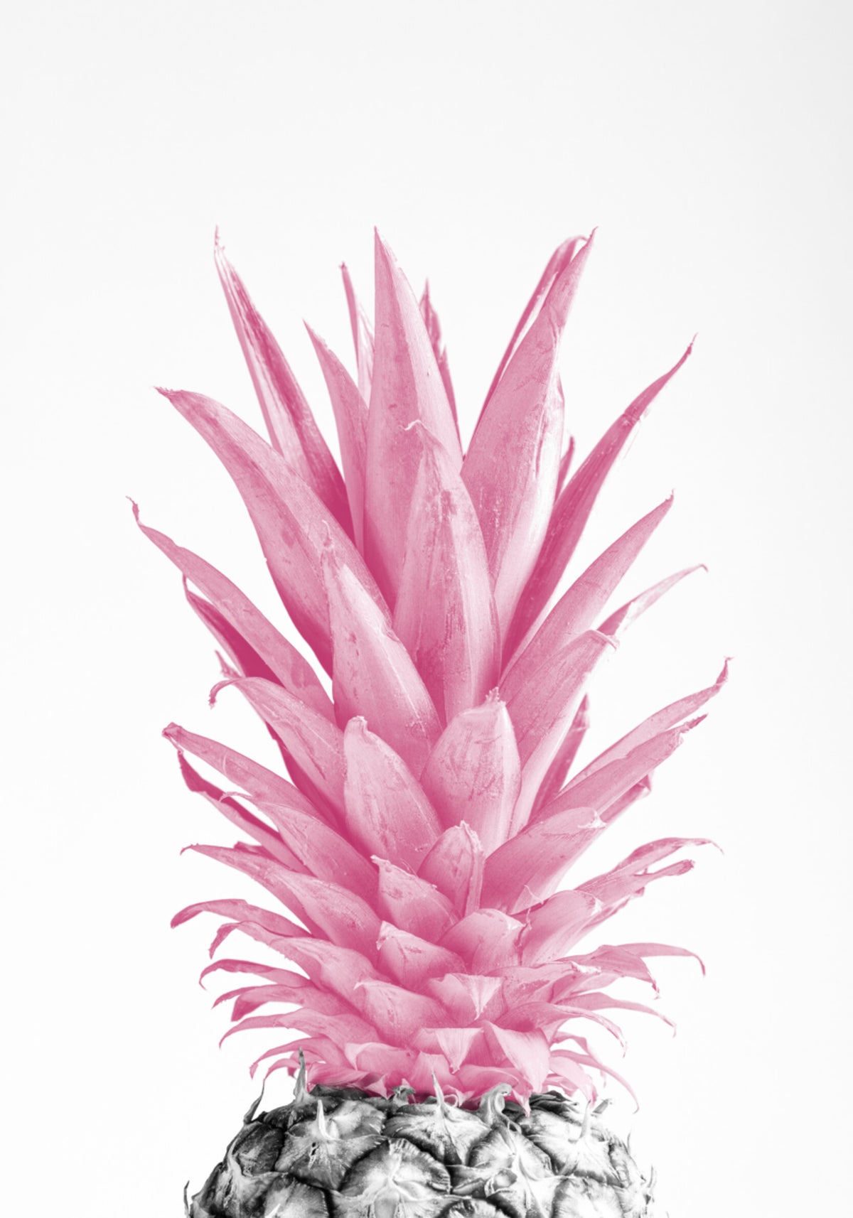 Tropische rosa Ananas