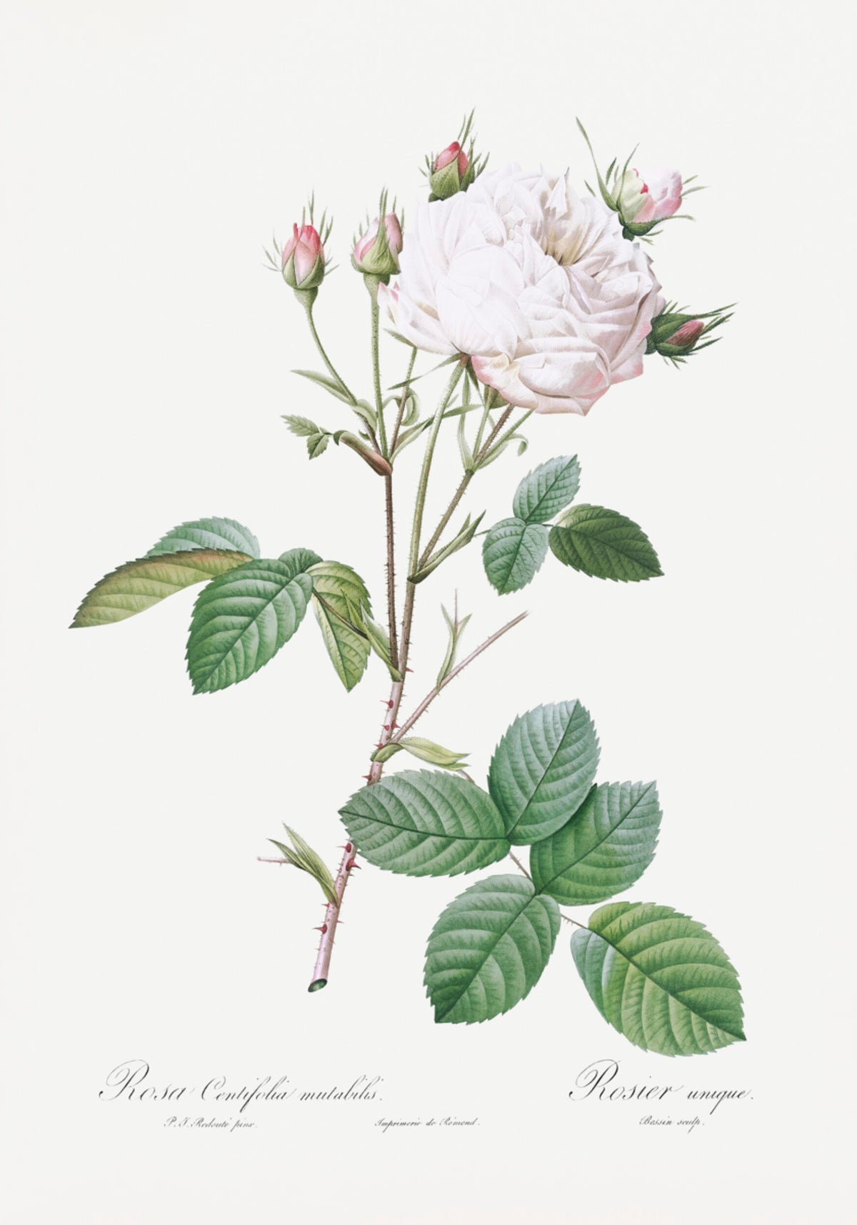 Kohlrose Weiße Provence, Les Roses (1817–1824)
