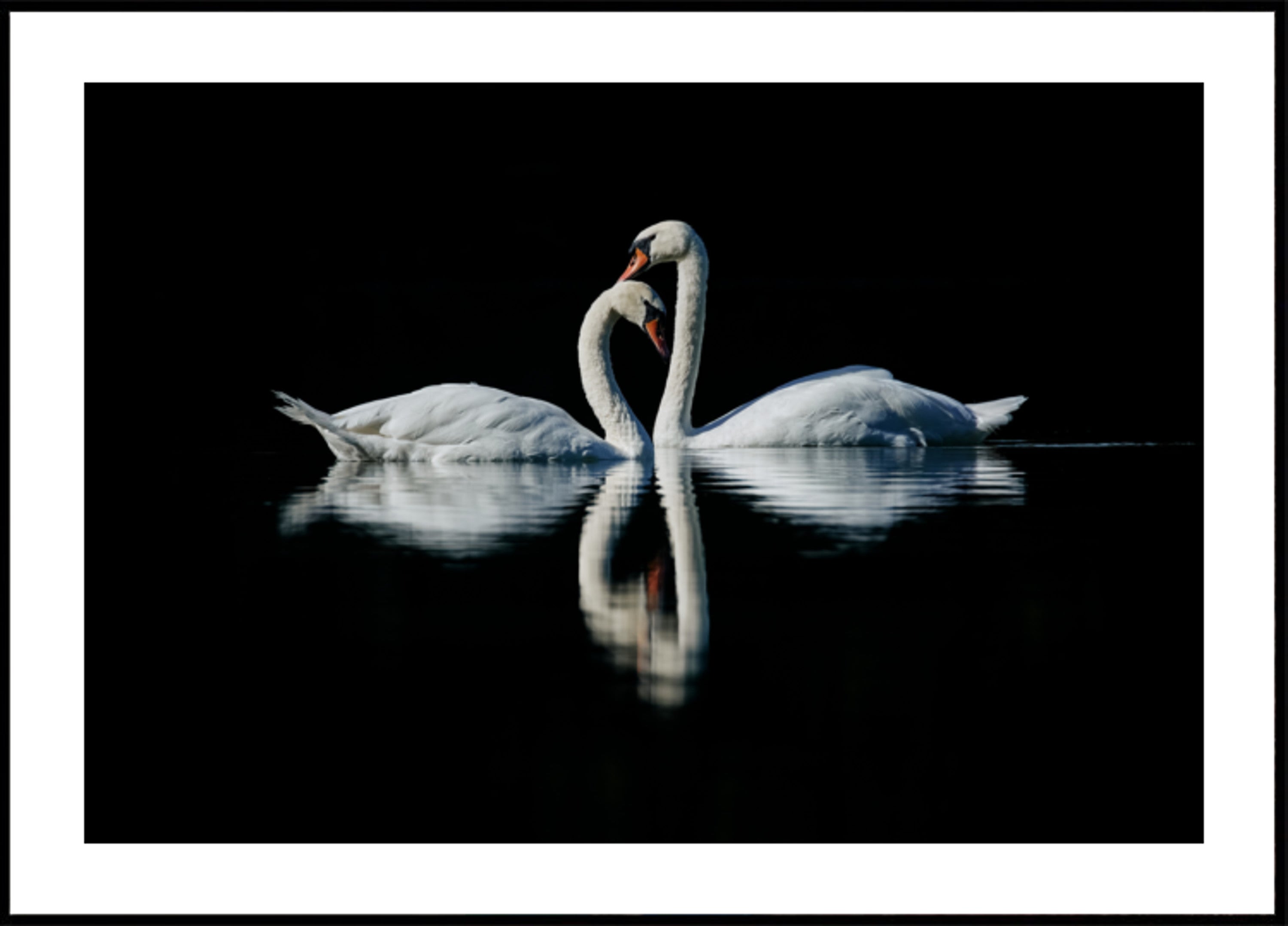 Romantische Schwanenreflexion