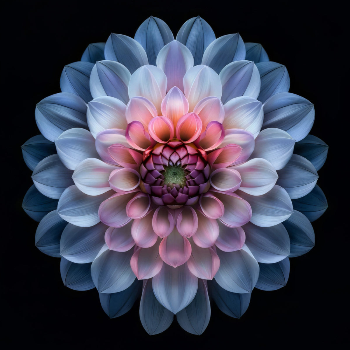 Lebhafte Dahlienblüte