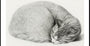 Zusammengerollte liegende, schlafende Katze von Jean Bernard (1775 1883)