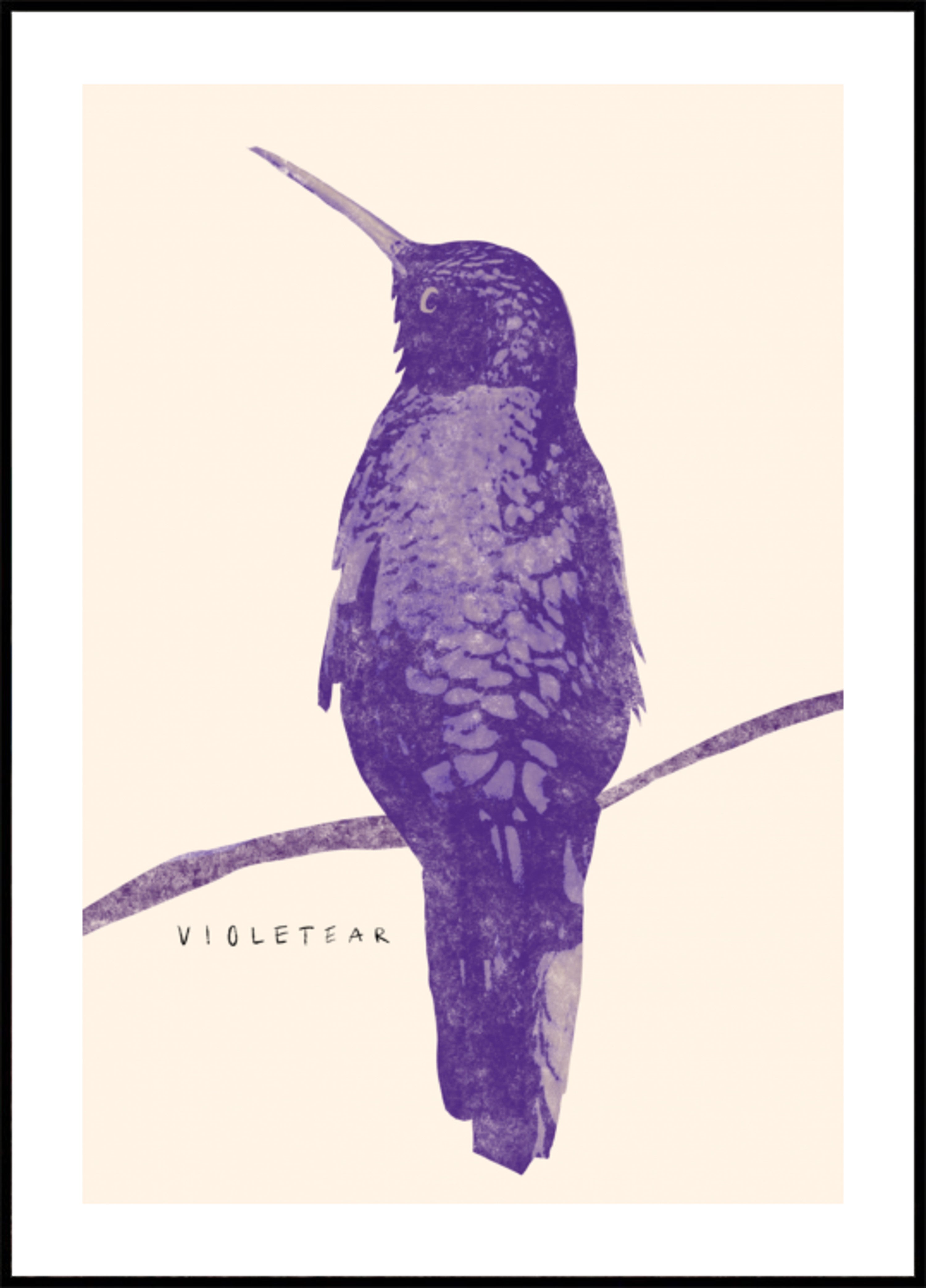 Eleganter violetter Kolibri