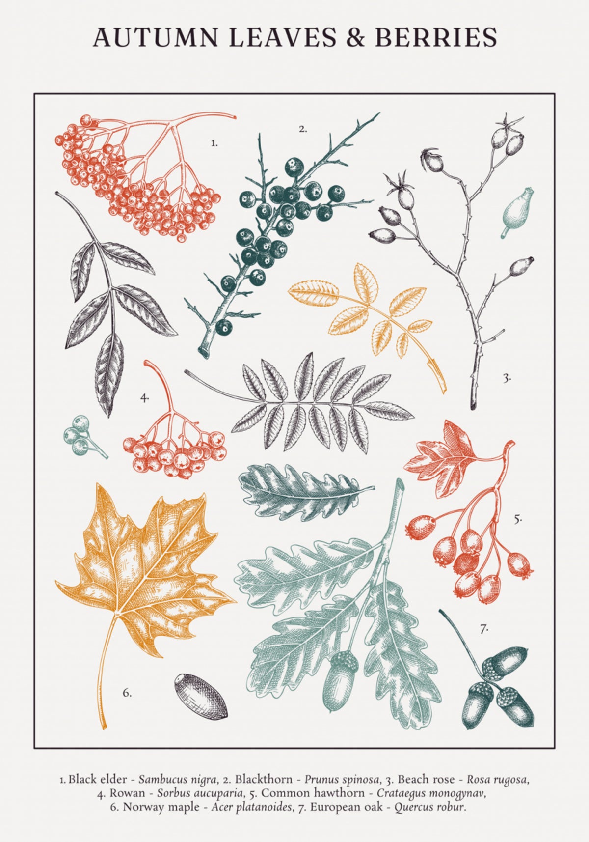 Herbstblätter und Beeren