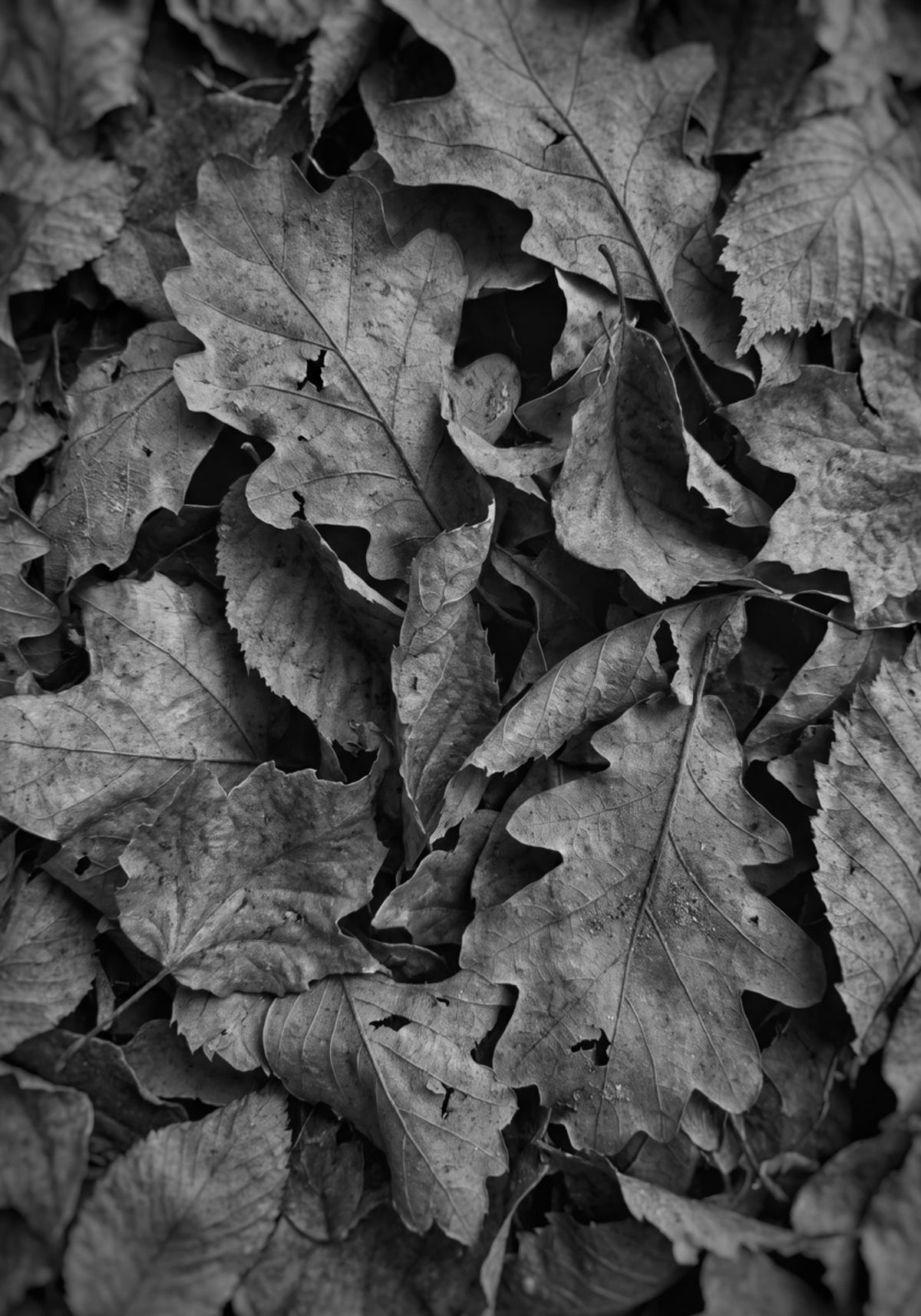 Monochromes Herbstlaub