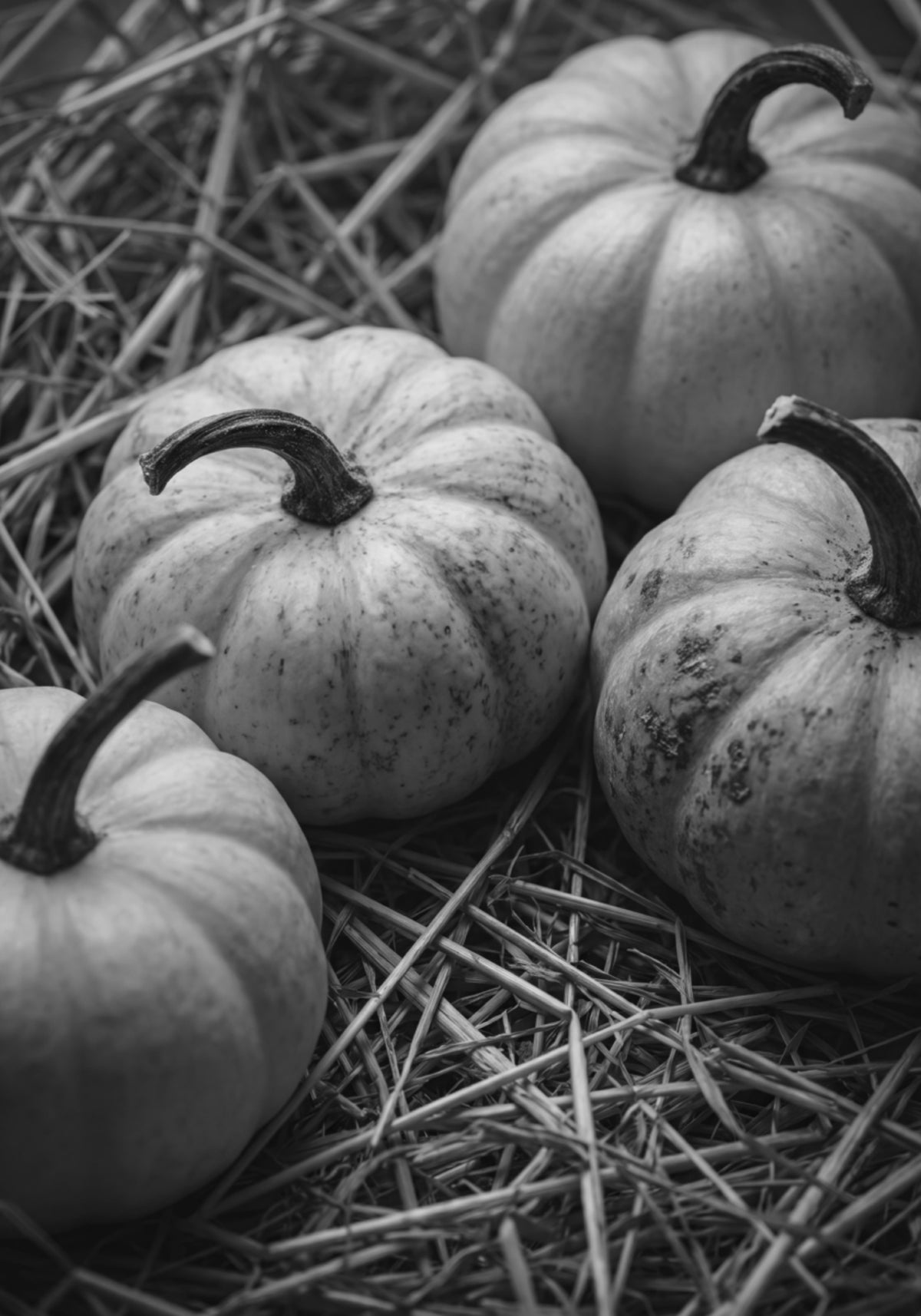 Kürbisse im Herbst ernten