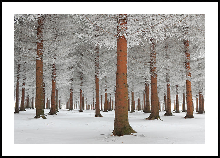 magical forest Plakat - Posterbox